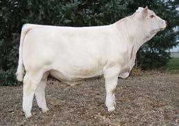 from the Southern Cattle Co. dispersal. MCC 1210 has the calving ease from the LT program and carcass value from M6 genetics.