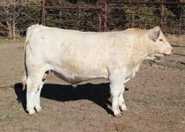 This dam is a beautiful, feminine, Turton daughter that we bred to the BW Trait Leader LT Landmark. MCC Landmark 83F is a true meat wagon that will be able to bring profit to your crossbred cows.
