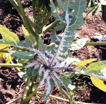 Distribution of the papaya mealybug, Paracoccus marginatus Williams and Granara de Willink, as of May 2003. The papaya mealybug was discovered in Bradenton, Florida in 1998 on hibiscus.