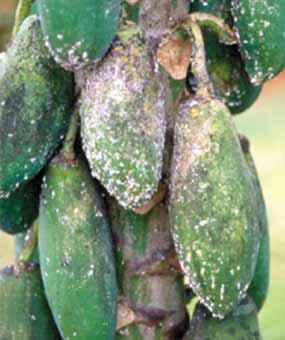 Damage The papaya mealybug feeds on the sap of plants by inserting its stylets into the epidermis of the leaf, as well as into the fruit and stem.
