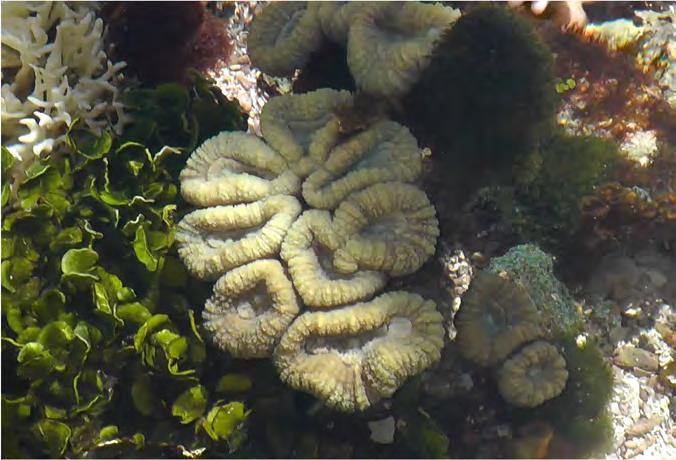 47 ACTIVITY SHEET 20 Dissolving Coral in Vinegar Example of bleached coral in an ocean acidification experiment at the Heron Island Research Station Summary This activity demonstrates the ability of