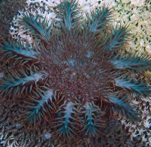 The more algae, the more crown-of-thorns larvae will survive.