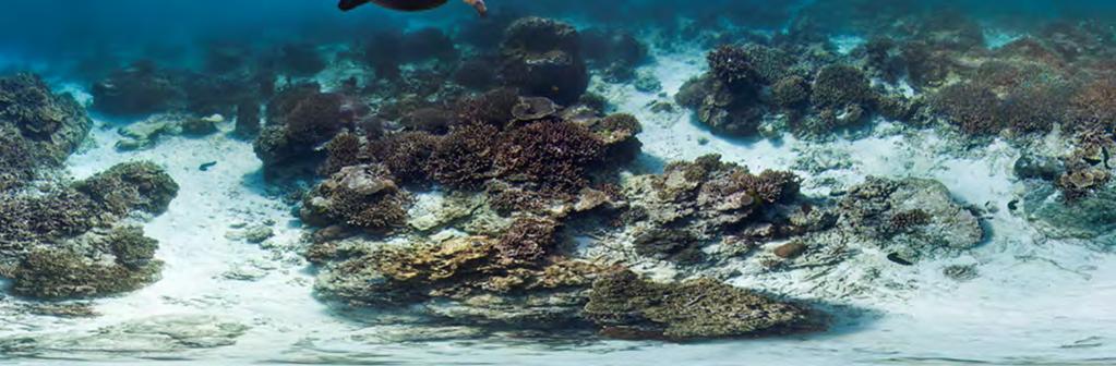 com/oceans One of the few biological structures visible from space, the Great Barrier Reef stretches over 2,300 km (1,430 miles) and began life about 600,000 years ago.