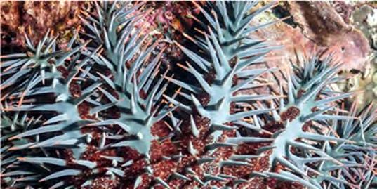 This starfish is unusual in that it is a specialist corallivore. The crown-of-thorns starfish wraps itself around the coral structure and then throws up over the surface of the coral.