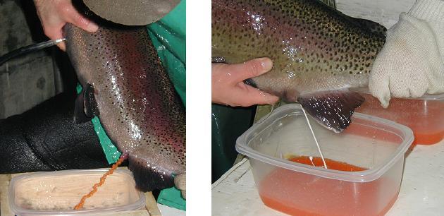 Fish Production Figure 5. Spawning rainbow trout at Roaring River Hatchery. Left spawning a female trout using air pressure to force out the eggs.