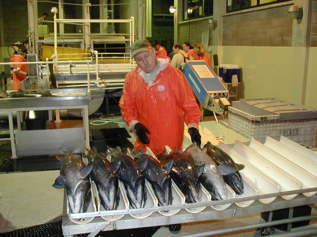 of fish to be transferred or released, and tentative dates for transfers and releases, as well as numbers of fish to be marked and coded-wire tagged.
