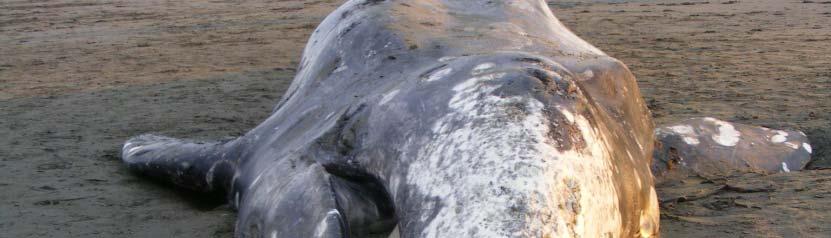Officials were trying to discover why 80 long finned pilot whales and bottlenose