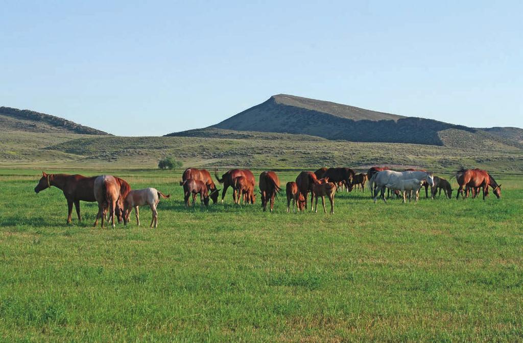 Once the broodmares have foaled and the foals are up and doing well, they are turned out in the summer pastures.