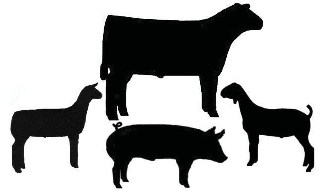 Swine judging followed by Sheep and Goat judging BEEF JUDGING SCHOOL Thursday, June 27th 7 p.m.