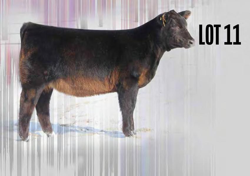 SimSolution // September 8, 2016 // Black/Polled WISE Lola SIRE: SS/PRS Tail Gator 621Z DAM: Limestone Lola (Steel Force) Last, but certainly not least in the sale, this heifer has grown on me since