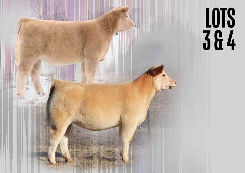 LOT 3 Composite Charolaid Peach/Polled Lot 3: September 10, 2016 Lot 4: September 12, 2016 PZC Desire 698 & PZC Destiny 699 SIRE: Monopoly // DAM: RJB Pebbles 004 Both of these