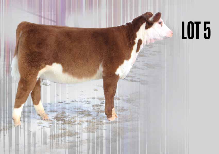 Polled Hereford // October 20, 2016 CK HARA PUGH Sweet Red Rose 010 SIRE: CRR About Time 743 // DAM: R Sweet Red Wine 039 My