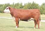 Sweet Red Wine is just that she is the mother of Full Throttle and Tent Ray s Junior National Champion, Strawberry Wine.