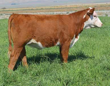 Her mother, 4138, is a picture perfect, moderate Hereford cow that we crossed with Down Home to add power, performance and eye appeal. We think we hit a home run!