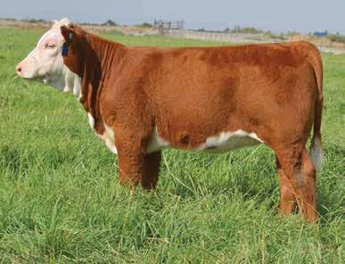 Lot 13 BF B293 KRISTA 740E 13 This female is long spined, straight in her lines and big boned and footed. She is upheaded and very complete.