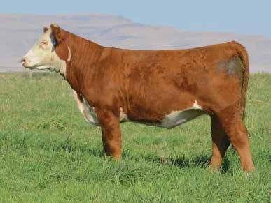 GKB 88X Laramie B293 Sire of Lots 13-16 and 18-22 43827540 Calved: March 3, 2016 Tattoo: RE 613D GKB 88X LARAMIE B293 {DLF,HYF,IEF} 43370224 GKB S&S GOLD APRIL B928 ET {DLF,HYF,IEF} C -S PURE GOLD