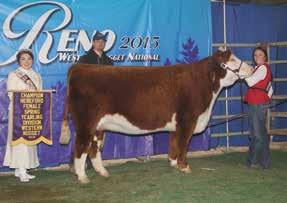 LADY DOMINO 377N Lot 18 BF B293 TESSA 613D 18 This one is a maternal sister to Jessica Middleswarth s many-time class winner and division winner at the Reno Western Nugget National.