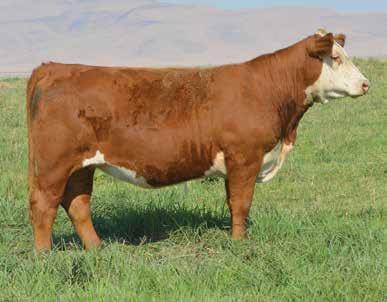 LODGE 24 KARAT 13K Lot 19 BF B293 KAYTEE 621D 19 Stout and powerful, another example of consistency amongst the Laramie daughters. Powerful cow family as well, take a look for yourself.