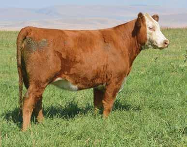 Cow Polled P43827546 Calved: Feb.