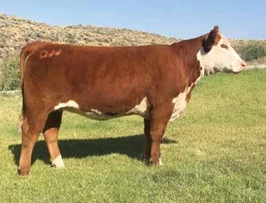 OJJ RANCH Dear fellow Hereford breeders and friends, It is with mixed emotions that we announce the liquidation of the OJJ Cattle herd.