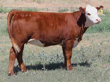 Cow P43818892 Calved: Jan.