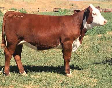 the heifers. She is extremely feminine with lots of rib and capacity. Miss Manhattan 7121 is very sound and fluid in her movement as she holds her head high.