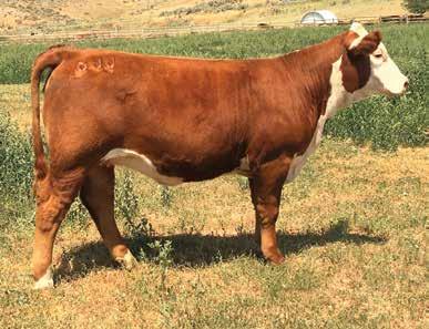 Her mother, TF Cow Made 920 226, has a pedigree filled with high performing and champion sires and dams, including P606 on the maternal side and Achiever 8403 on the paternal side.