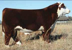 011 REA 0.52 MARB 0.07 H W4 Grizzly 0146 ET Sire of Lot 26 Cow 43818906 Calved: Jan.