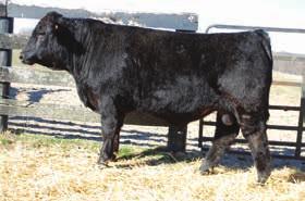 3 WW 58 YW 81 MCE 2 Milk 19 MWW 47 Marb 0.13 REA 0.83 API 93 This is a bull who may have a little more stretch and growth. He is extremely attractive to look at, and is long and extended.