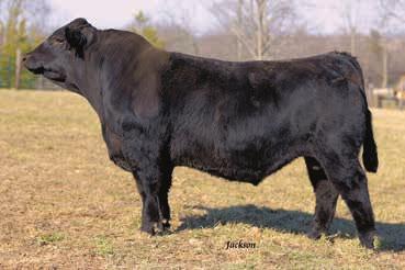 With the popularity of United and Upgrade the calves will be fancy and heavy at weaning time. BW 84lbs. RFRJ Frontier 53614 5/8 Blood BULL BD: 9/1/15 ASA# 3131107 BW: 90 ADJ.