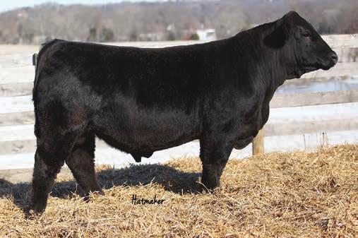 82 API 133 We have traveled the country looking for our next Herd sire. We have been looking for a bull with exceptional phenotype and superior data.