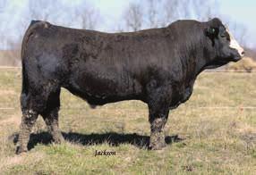 Ask about our calf buyback. Genomic Enhanced EPDs. Homo Polled and Homo Black. WHF Insight C221 WHF Insight C221 SimAngus BULL BD: 9/21/15 ASA# 3118627 BW: 87 ADJ.