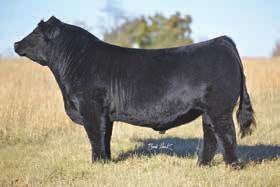 78 that is backed by a tremendous cow family. When we bought API 135 Dynasty several years ago we hoped of making bull like these we are selling by him. From a picture this one is his sire made over.