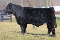 .. Ratilff Cattle Company Look at this W/C United s weaning and yearling EPDs. He has been a good one from day one. A very nice 3/4 Simmental bull.