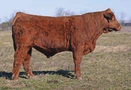 .. Ratliff Cattle Company D12 is a SimAngus bull out of my herd sire TF Turner _ a Connealy Consensus 7229 son by one of my donor cows Rita 9066. Should make a good bull.