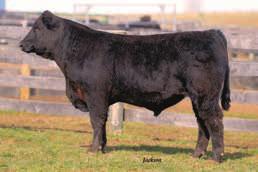 If you are looking for red look no further. Qualifies for terminal MMF Upscale D7 Purebred BULL BD: 2/15/16 ASA# 3204394 BW: 98 ADJ.