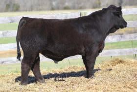 We purchased his dam from Welsh Simmentals at the Ky Beef Expo and sold her first daughter back in that sale. Watch for his video or better yet see him on sale day in Mt Sterling. 58 CE 11 BW 1.