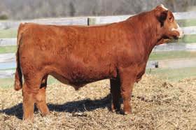 crop. Top 1% for WW and YW EPD. He is backed by a really good Top grade cow. Weaned off at 886 actual weight. Ask about our calf buyback. Homo Polled 6 CE 7 BW 3.