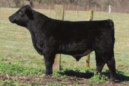.. Misty Meadow Farm Heza Looker is a moderate framed, wide top, big hipped bull, with a lot of thickness. We sold his full brother to John Snider in NE.