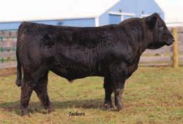 .. Kaiser Simmentals D902 This 3/4 bull goes back to some of the best in both the Angus and Simmental breeds, being a grandson of Ten x and SVF unforgettable lady which needs no introduction to this