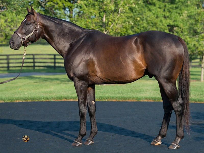 champion Bernardini, leading sires Congrats and Flatter, plus many others.