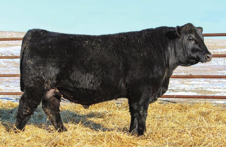 His dam is an Alliance 6595 daughter and goes back to our foundation Beauty 50 cow. A maternal brother is working for Ron Erickson of Columbus, N.D.