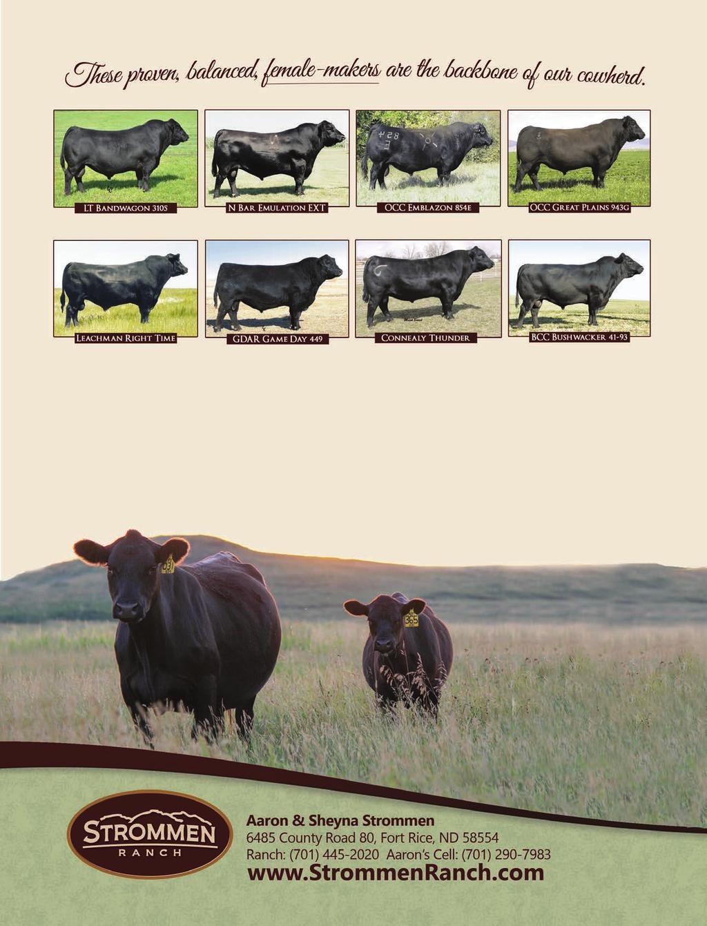 THESE PROVEN, BALANCED-TRAIT, FEMALE-MAKERS ARE THE BACKBONE OF OUR COWHERD. Our herd dates back to 1942 when Aaron s grandfather, Ernest Strommen, bought his first registered Angus female.