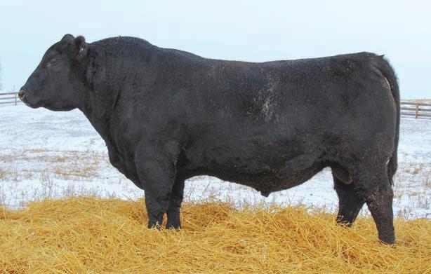 Lot 7 S R Thunder 407 Reference Sire Connealy Thunder Connealy Thunder BD: 1/28/2005 Reg #: 15148659 Jauer 7111 Traveler 353 719 #Jauer 353 Traveler 589 27 Jauer 6807 Traveler 27 085 #Baldridge