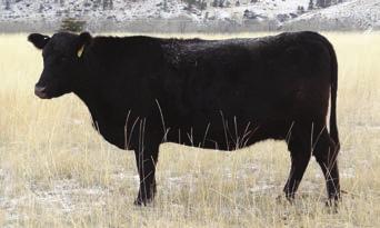 6237 Party Date of Conanga 11 -.6 46 91 27 After years of seeing tremendous daughters in a number of herds, we finally used this proven calving-ease sire.