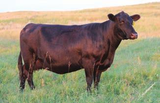 D., was one of the easiest keeping, biggest-bodied cows we owned. 419 exemplifies the balance of everyday traits that are needed to drive profit.