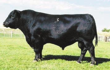 2 66 111 27 6/97 If you want to talk about the foundation genetics that built the Angus breed, this bull could be the poster child.
