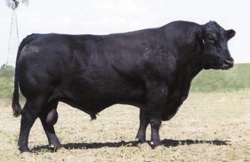 441 has caught the eye of everyone that has looked through the bull pen and is one of our favorites. He ties profitable traits together well, with the maternal ancestry to back it up.
