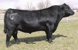 Lot 7 ~ S R Thunder 407 7 Connealy Thunder Sire S A V 8180 Traveler 004 21AR Outfitter 6032 Maternal Great Grandsire Maternal Grandsire S R Thunder 407 BD: 3/6/2014 Reg #: 18021626 #Jauer 353
