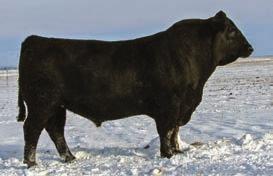 Sara E802 S R Eldorene 966 #S R Eldorene 604 M H Eldorene 712 BW 75 657 WWR 113 5-0.2 51 91 25 4/102 Recommended for use on heifers. This calving-ease bull is likely the best Thunder we have raised.